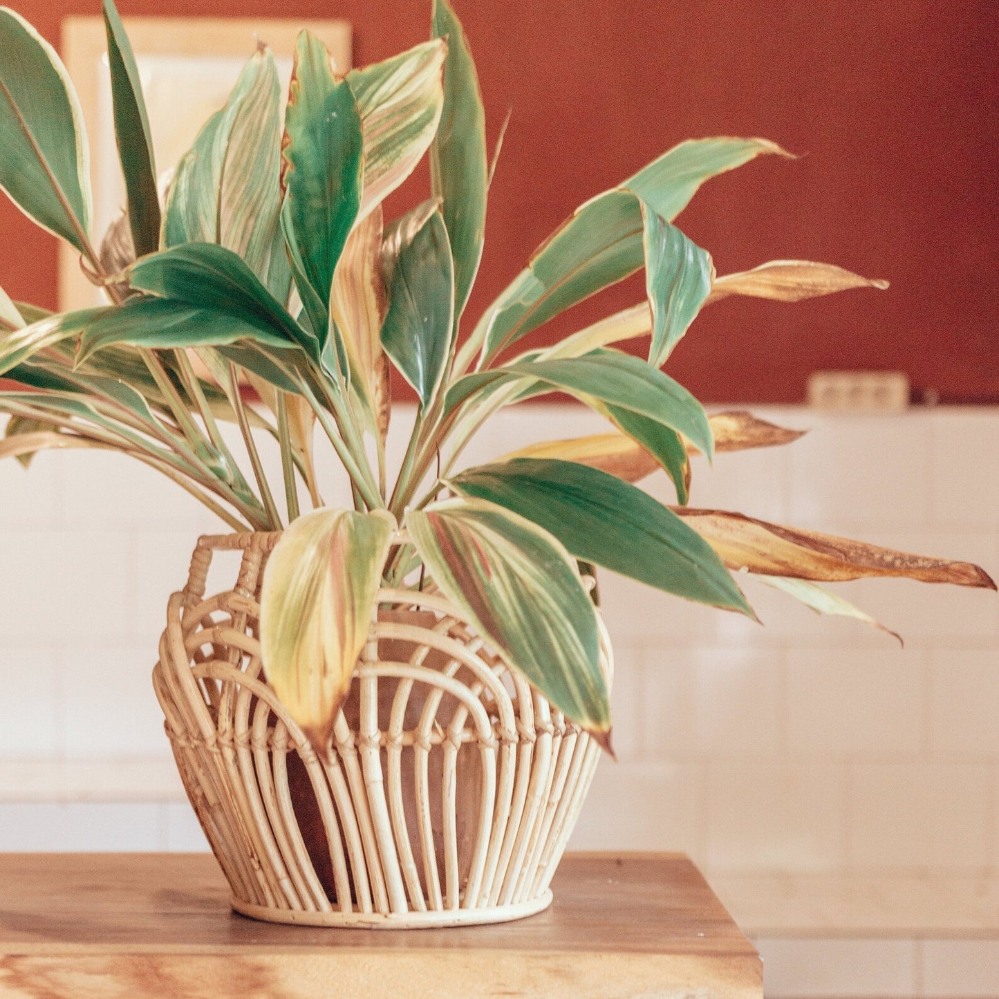 Handcrafted Woven Cane Planter Basket